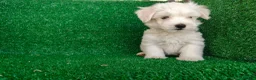 Bichón Maltés perros en venta: Bichón maltés  - Anuncio 4