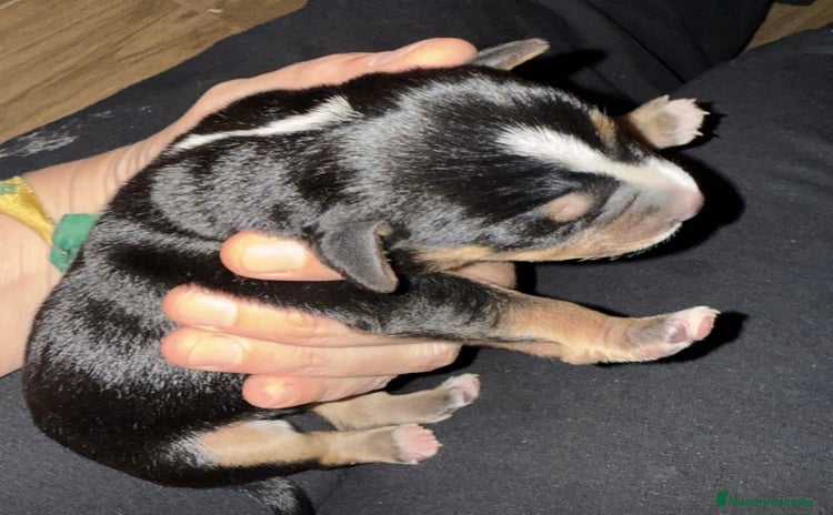 Xoloitzcuintle - Perro Sin Pelo Mexicano perros Xoloitzcuiltle - Anuncio 1