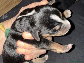 Xoloitzcuintle - Perro Sin Pelo Mexicano perros Xoloitzcuiltle - Anuncio 1