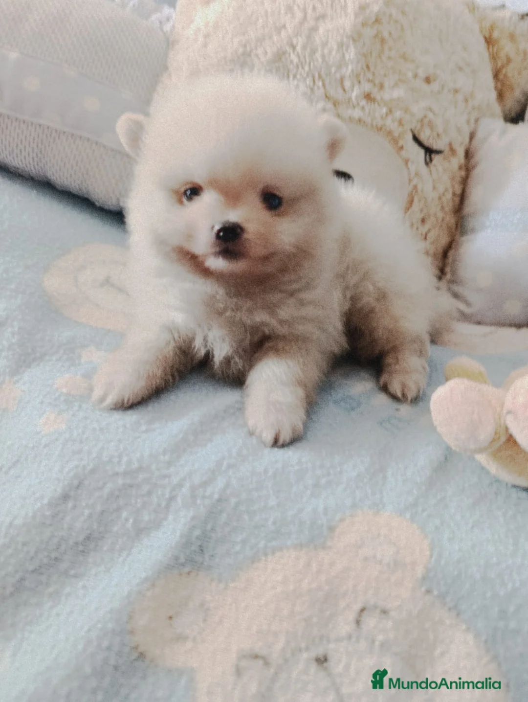 Pomerania perros en venta: Disponible pomeranias ositos - Anuncio 2
