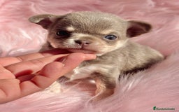 Chihuahua perros en venta: CHIHUAHUA TOY EXÓTICOS  - Anuncio 4