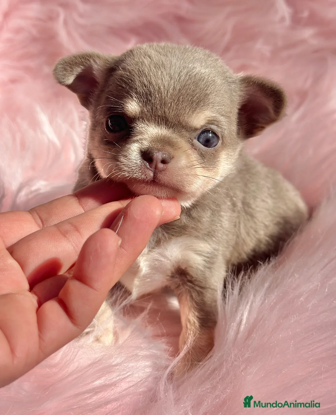 Chihuahua perros en venta: CHIHUAHUA TOY EXÓTICOS  - Anuncio 4