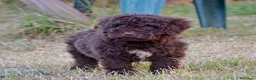 Perro de Agua Español perros en venta: CAMADA PERRO DE AGUA ESPAÑOL - Anuncio 9
