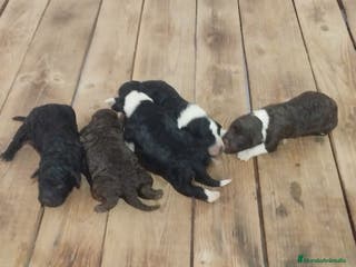 Perro de Agua Español perros Cachorros perro de agua - Anuncio 3