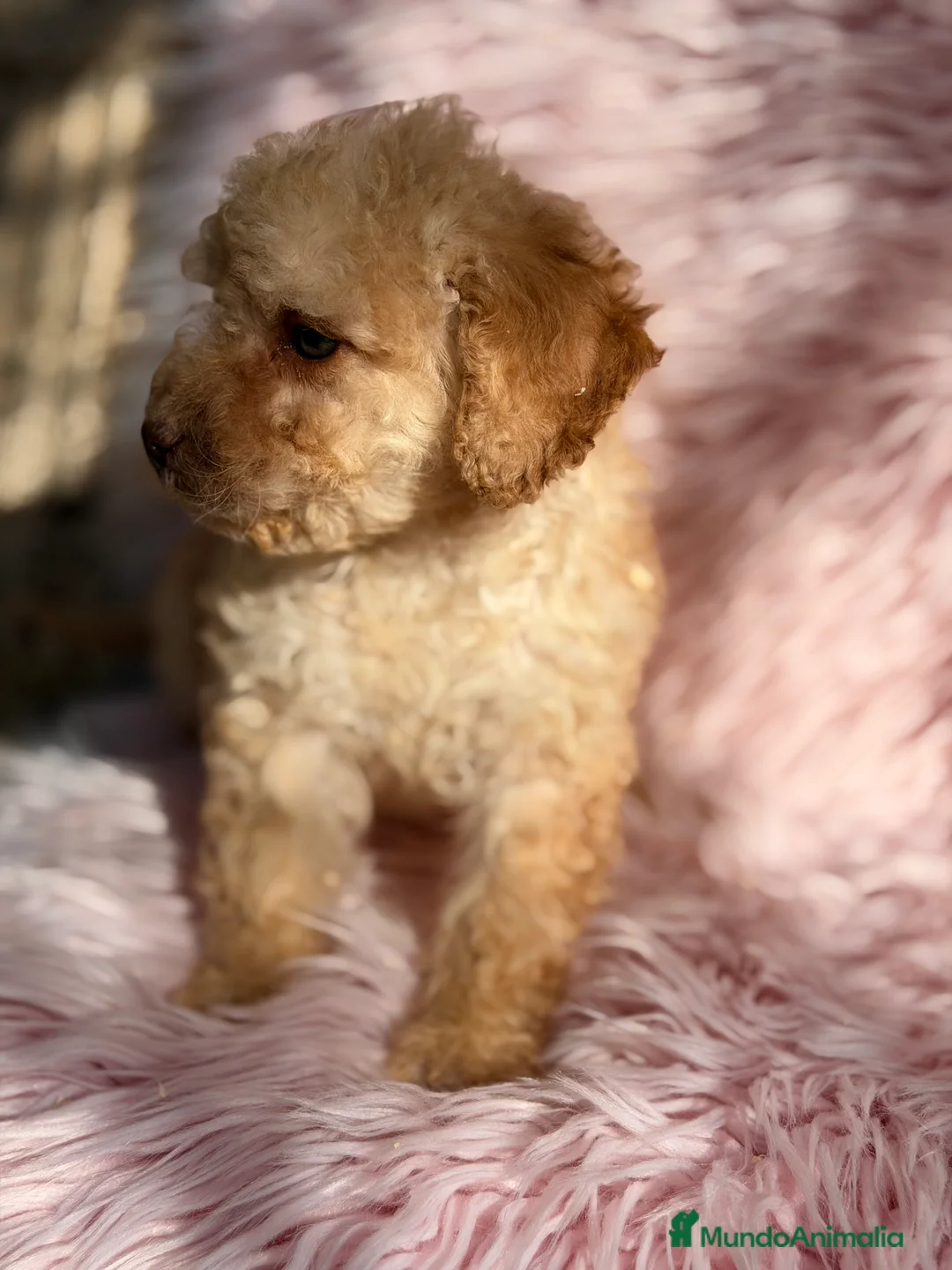 Perro de Agua Español perros en venta: Perro de agua crema  - Anuncio 4