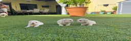 Bichón Maltés perros en venta: Bichon maltés  - Anuncio 6