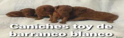 Caniche Toy perros en venta: Caniches toys 50% asiaticos con pedigree - Anuncio 2