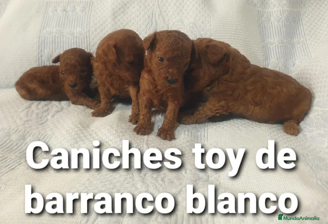 Caniche Toy perros en venta: Caniches toys 50% asiaticos con pedigree - Anuncio 2