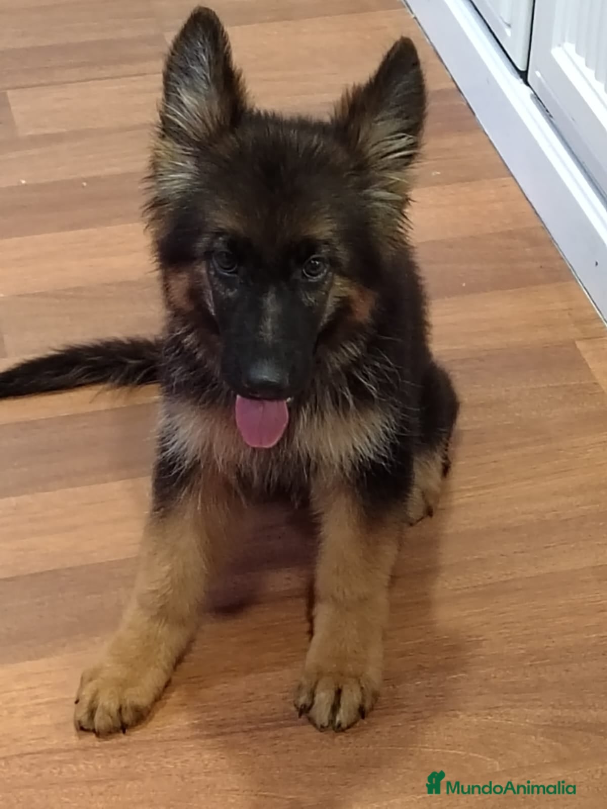 Pastor Alemán perros Último Cachorro  disponinle!! - Anuncio 2