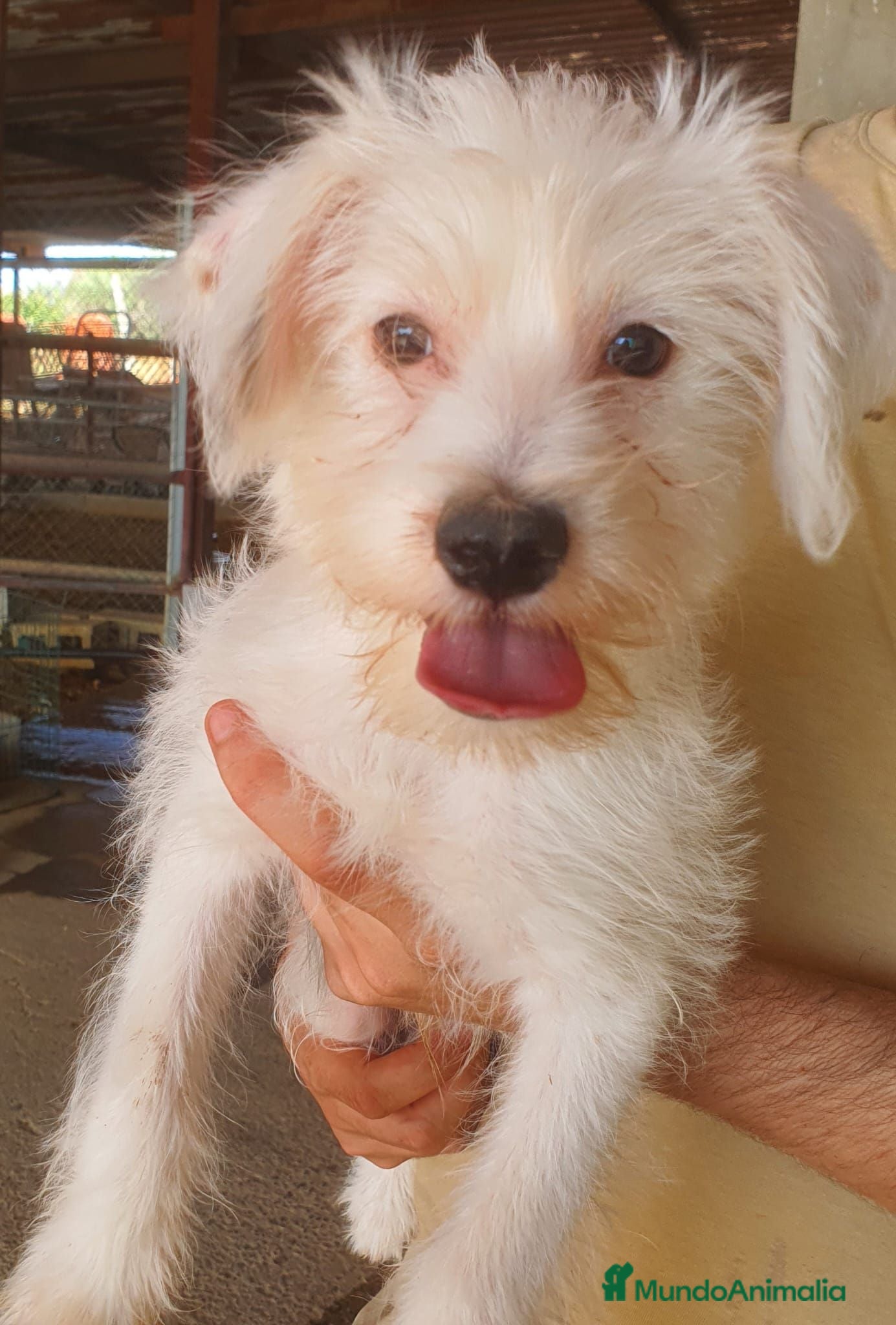 Perro Crestado Chino perros  Crestado Chino con pelo - Anuncio 1