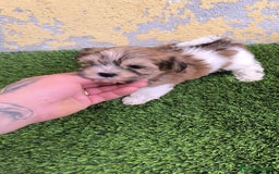 Biewer Yorkshire Terrier a la Pom Pon perros en venta: BIEWER MACHO. CALIDAD Y SELECCIÓN  - Imagen 1