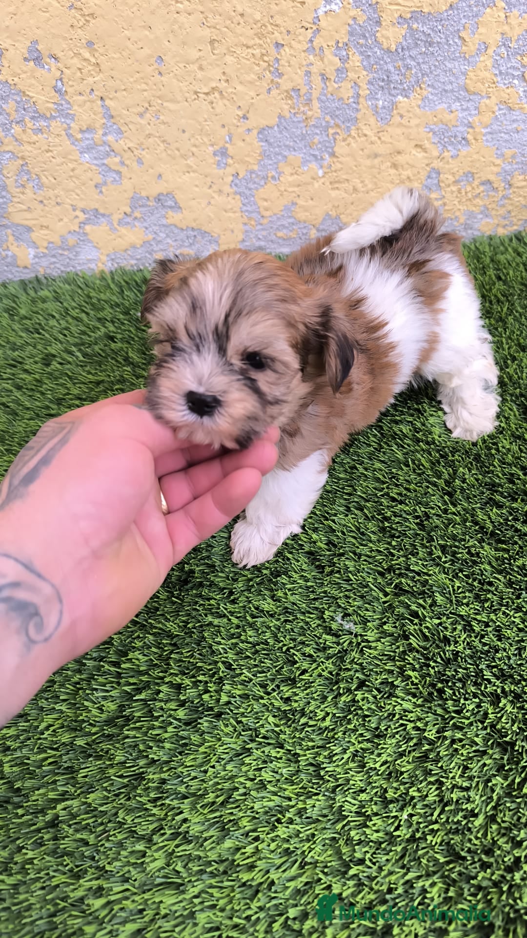 Biewer Yorkshire Terrier a la Pom Pon perros en venta: BIEWER MACHO. CALIDAD Y SELECCIÓN  - Imagen 1