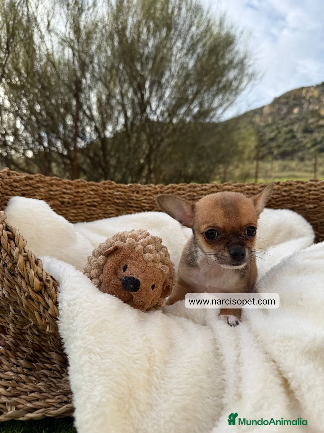 Chihuahua perros en venta: CHIHUAHUA - Anuncio 6