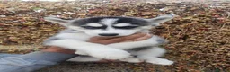 Husky Siberiano perros en venta: Husky Siberiano en Salamanca - Anuncio 3