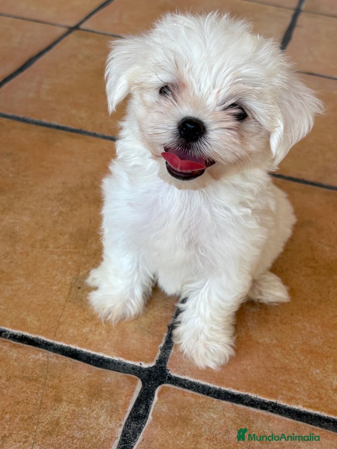 Bichón Maltés perros en venta: BICHÓN MALTÉS  - Imagen 7