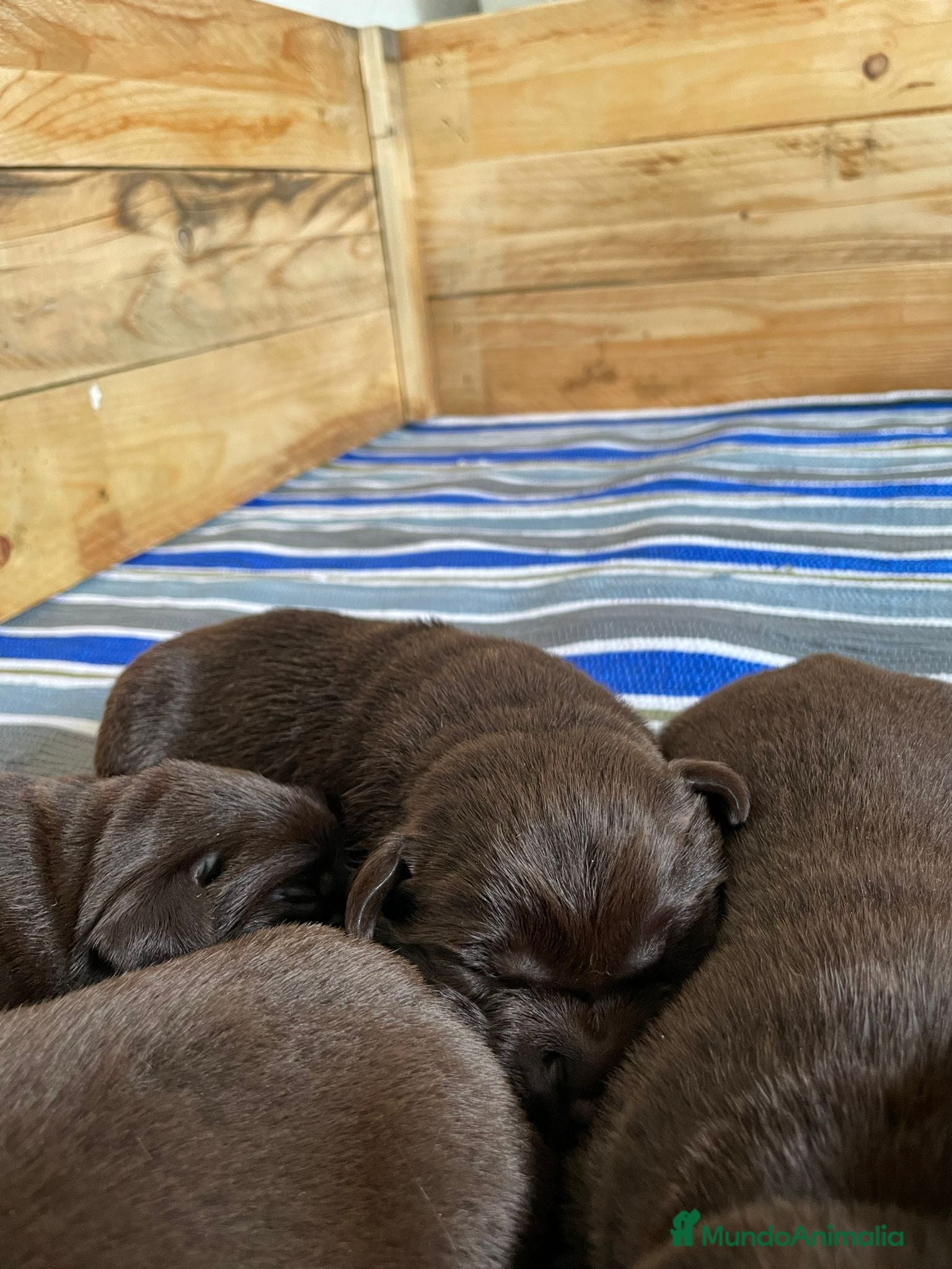 Labrador Retriever perros en venta: Hembra labrador retriever chocolate  en Granada - Anuncio 6