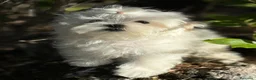 Bichón Maltés perros en venta: Bichon Maltés  - Anuncio 6