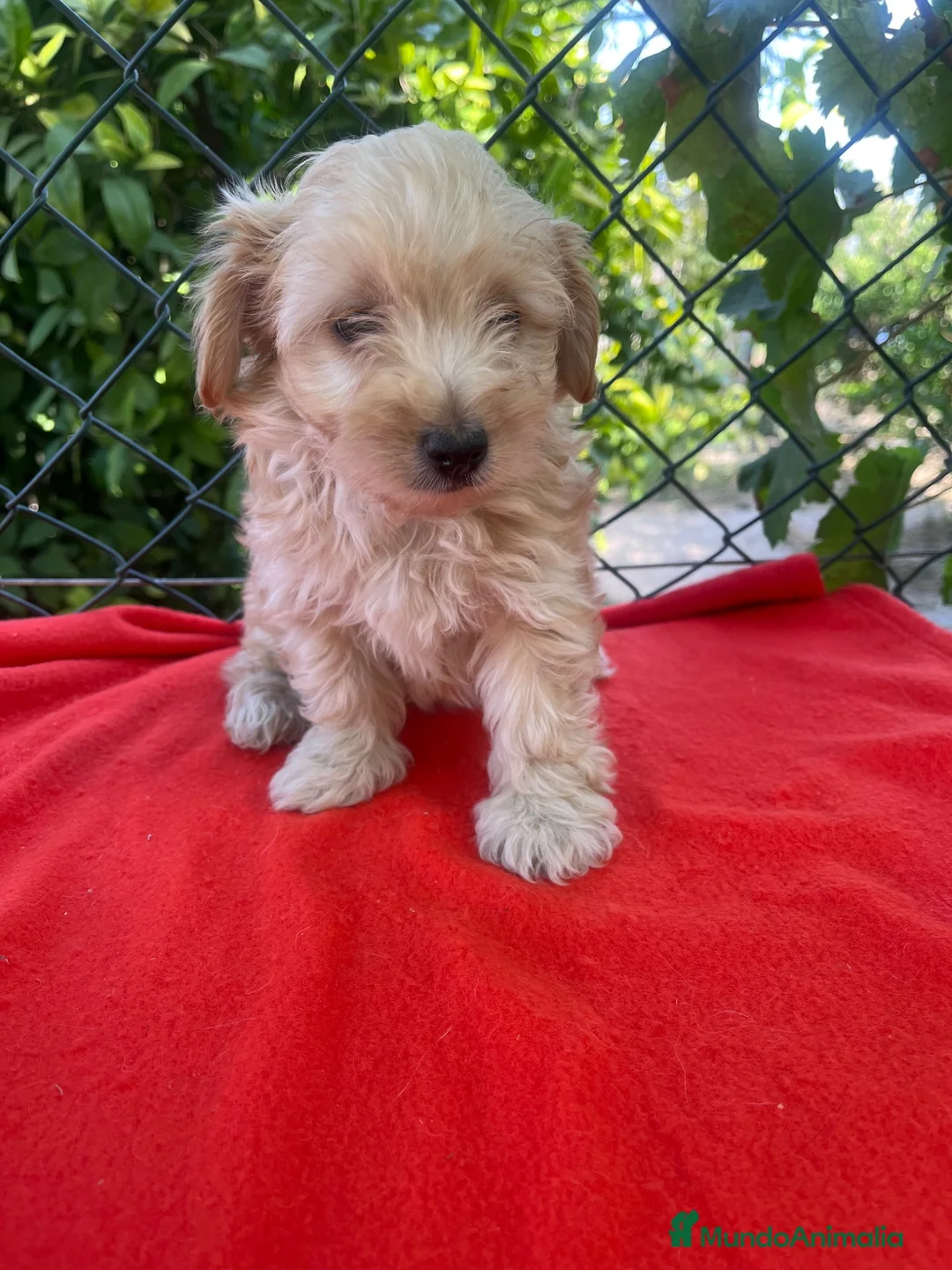 Maltipoo perros en venta: PRECIOSO MALTIPOO  - Anuncio 3