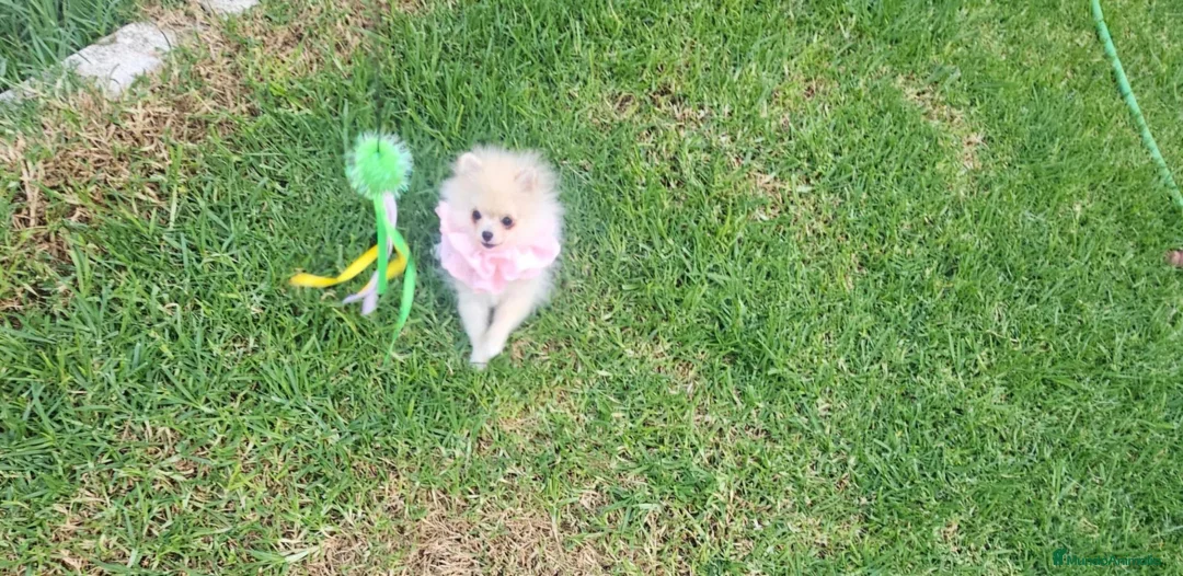 Pomerania perros en venta: Pomerania diminuta  - Anuncio 1