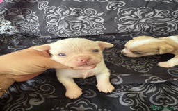 Chihuahua perros en venta: Chihuahua toy colores exóticos pelo largo y corto  - Imagen 9