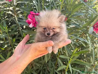 Pomerania perros Pomerania toy 450gramos - Anuncio 1