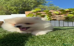 Pomerania perros en venta: POMERANIA MACHO - Imagen 15
