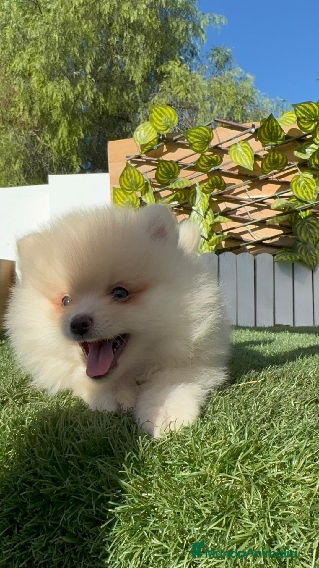 Pomerania perros en venta: POMERANIA MACHO - Imagen 15