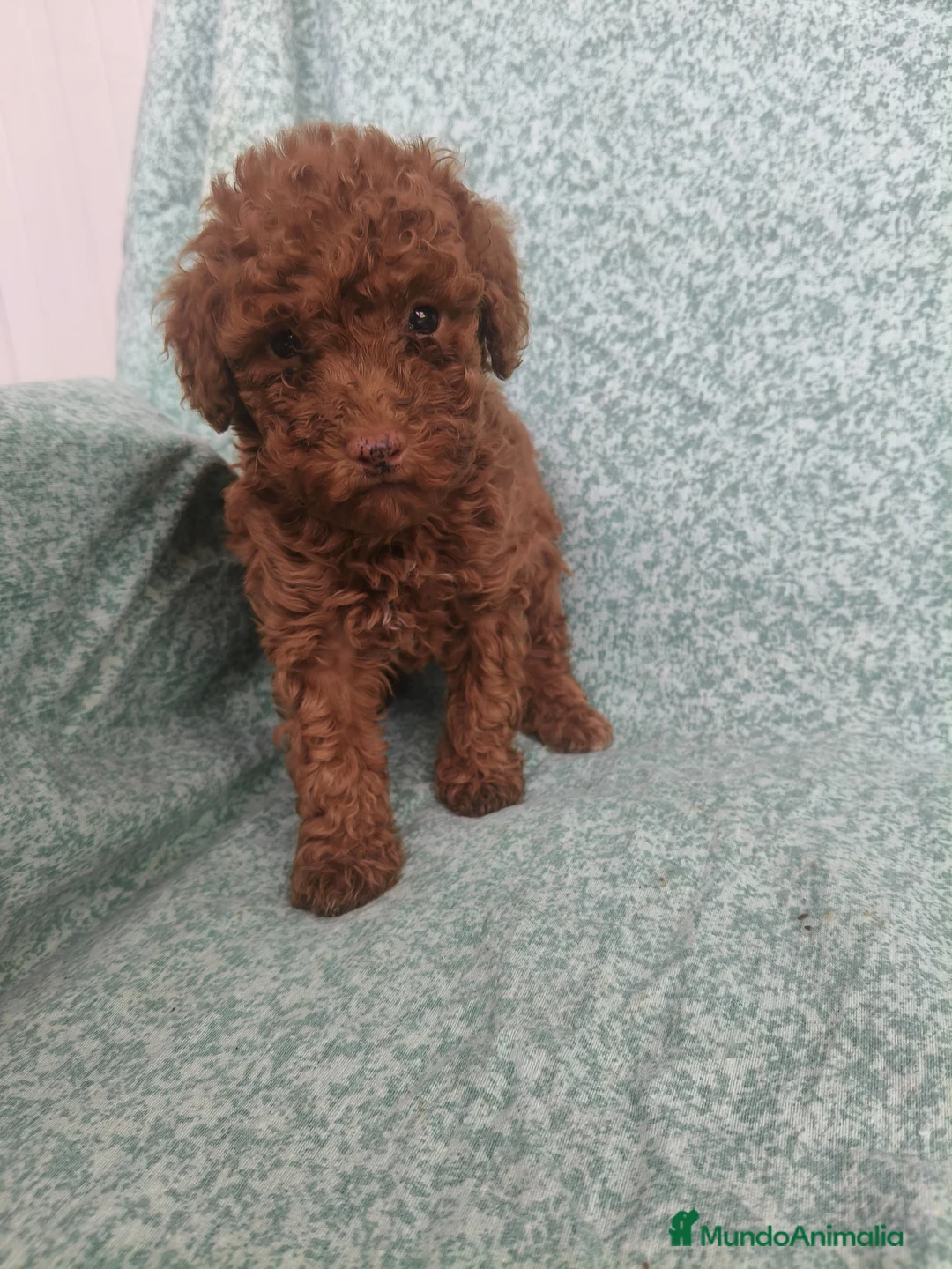 Caniche Toy perros en venta: Caniche Toy - Anuncio 1