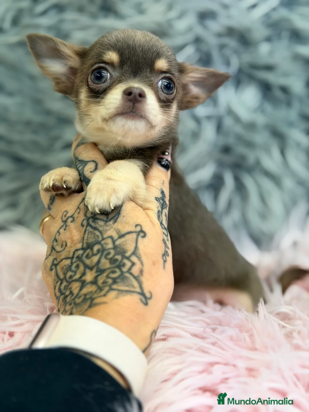 Chihuahua perros en venta: Chihushua Lilac mini  - Anuncio 2