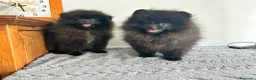 Pomerania perros en venta: Pomerania miniatura  - Anuncio 1