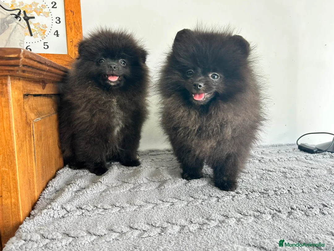 Pomerania perros en venta: Pomerania miniatura  - Anuncio 1