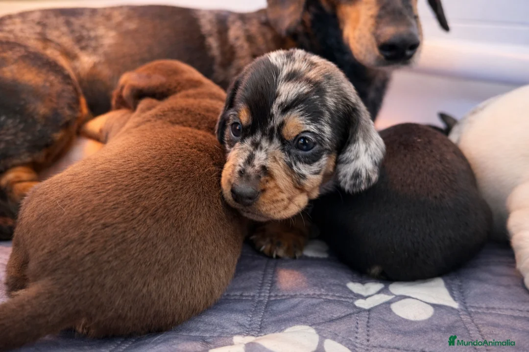 Teckel Miniatura perros en venta: Preciosos cachorros Teckel miniatura  - Anuncio 3