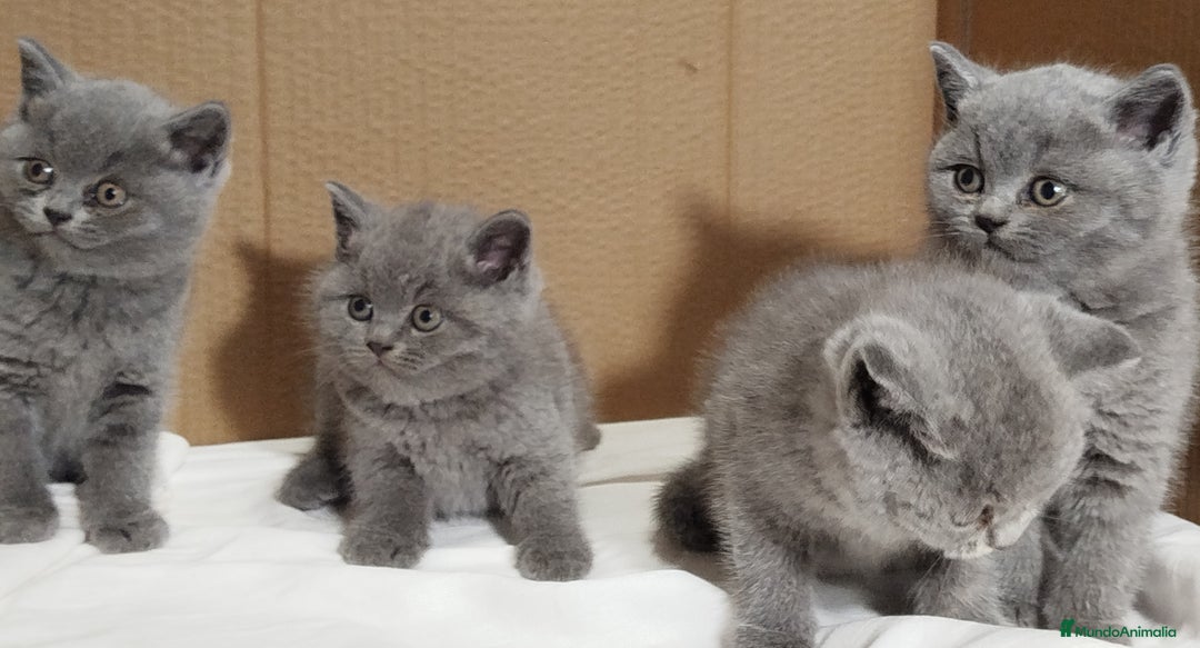 Británico de Pelo Corto Azul gatos en venta: British Shorthair  - Anuncio 12