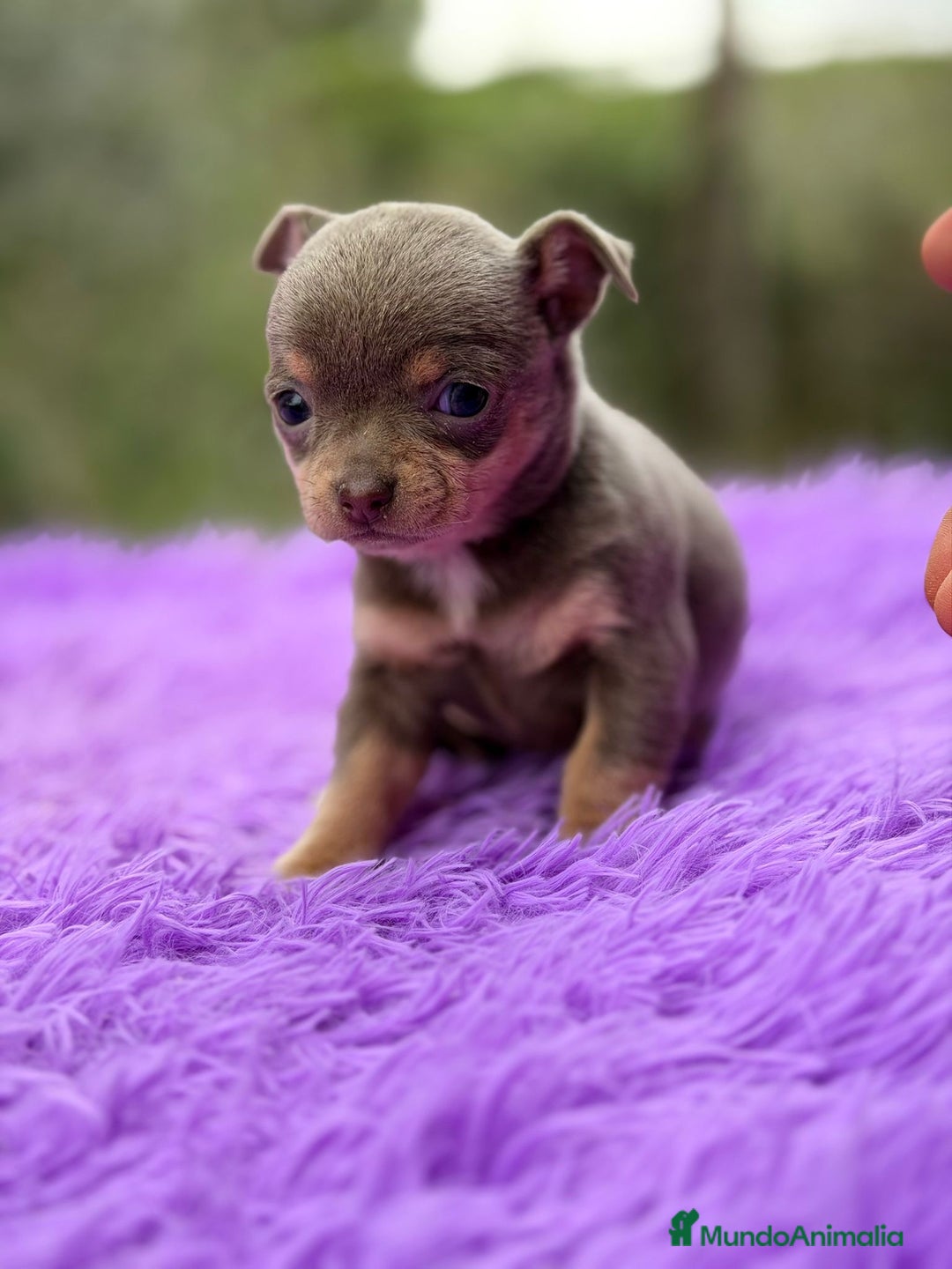 Chihuahua perros en venta: CHOHUAHUA MINI TOY HEMBRA - Anuncio 6