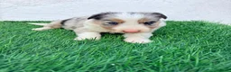Border Collie perros en venta: Border Collie tri merle blue choco - Anuncio 12