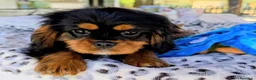 Cavalier King Charles Spaniel perros en venta: Cavalier macho negro fuego - Anuncio 5