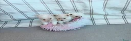 Pomerania perros en venta: POMERANIAS HEMBRITAS TOY - Anuncio 6