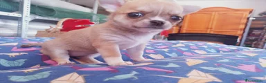 Chihuahua 4