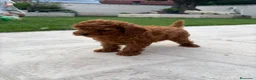 Caniche Toy perros en venta: Caniche Toy rojo - Anuncio 4