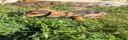 Teckel Miniatura perros en venta: Teckel miniatura  - Anuncio 13