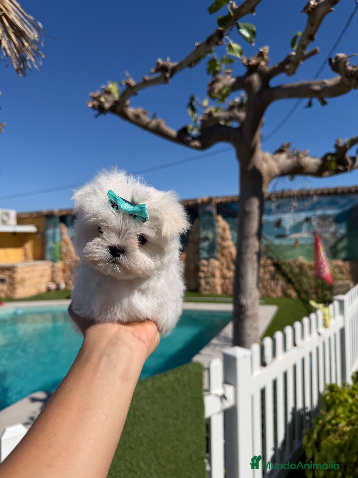 Bichón Maltés perros en venta: Excelentes bichon maltés coreano - Anuncio 1