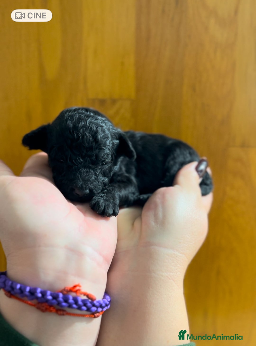 Caniche Toy perros en venta: Caniche toy negro macho  - Anuncio 1