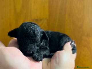 Caniche Toy perros Caniche toy negro macho - Anuncio 1