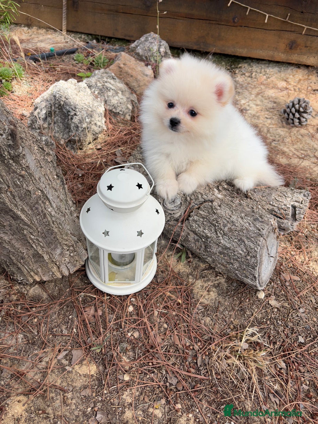 Pomerania perros en venta: Pomerania fotos actuales macho disponible !! - Imagen 6
