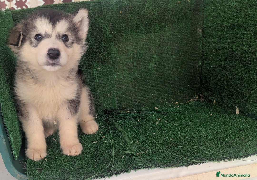 Alaskan Malamute perros en venta: Alaskan malamuten - Anuncio 13