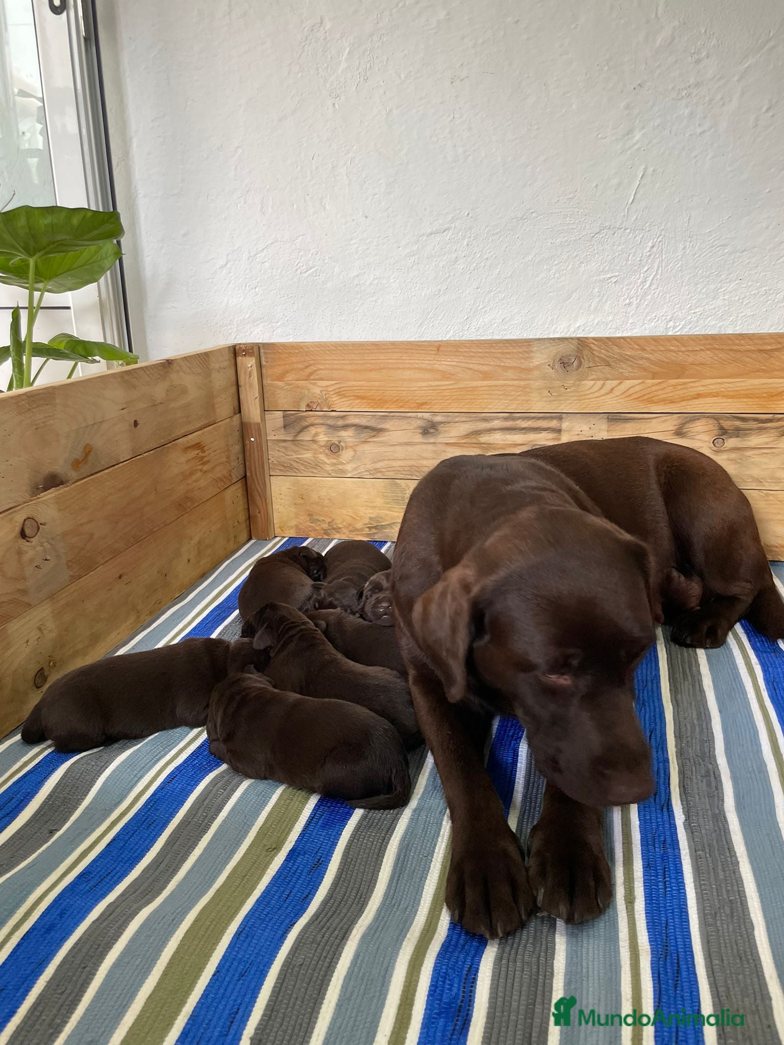 Labrador Retriever perros en venta: Hembra labrador retriever chocolate  en Granada - Anuncio 5