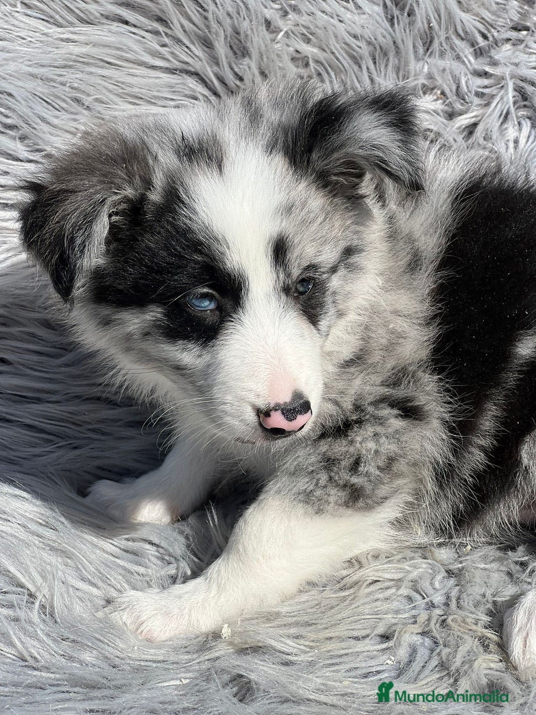 Border Collie perros en venta: Border collie  - Imagen 2