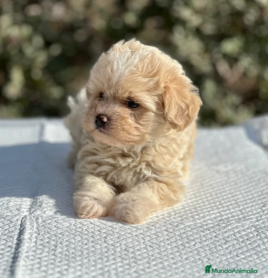 Maltipoo perros en venta: MALTIPOO TOY MACHITOS en Barcelona - Anuncio 6