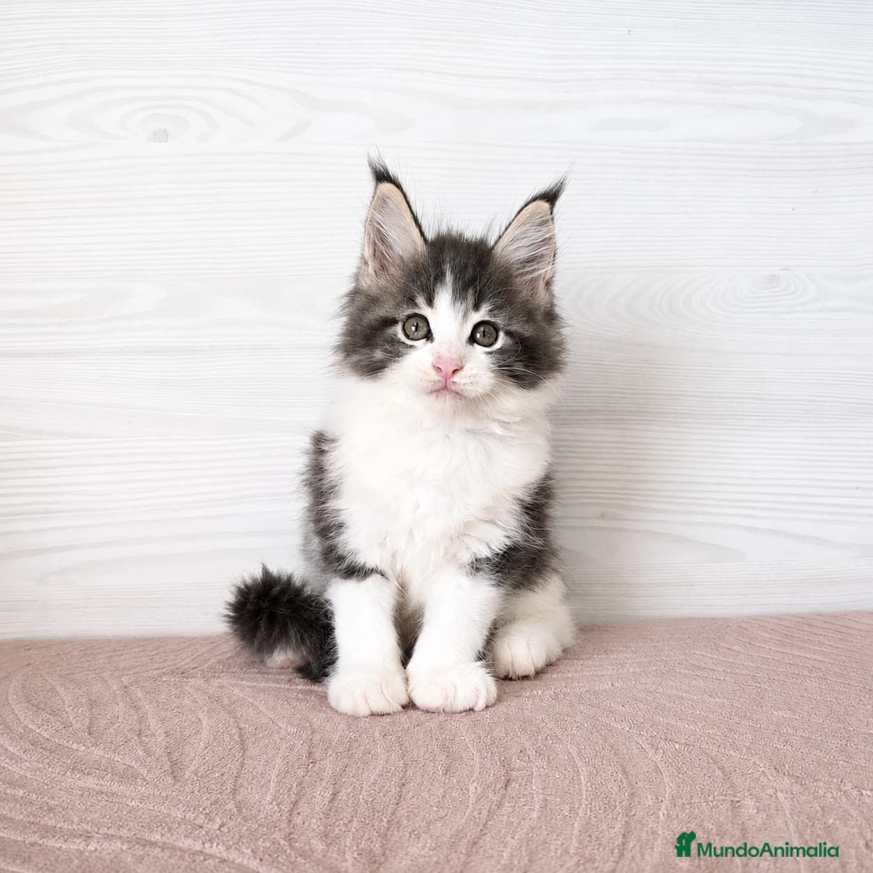 Maine Coon gatos Camada de Gatitos Maine Coon - Anuncio 1