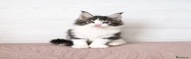 Lili